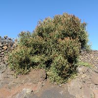 De verzameling van wolfsmerk van de Cactustuin in Guatiza in Lanzarote. Euphorbia xylophylloides. Klikken om het beeld te vergroten.