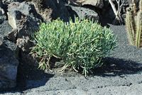 La collection d'euphorbes du Jardin de Cactus à Guatiza à Lanzarote. Euphorbia aphylla. Cliquer pour agrandir l'image.