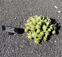 La collection d'euphorbes du Jardin de Cactus à Guatiza à Lanzarote. Euphorbia meloformis. Cliquer pour agrandir l'image.