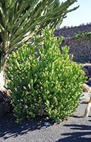 A coleção de eufórbios do Jardim de Cactus em Guatiza em Lanzarote. Euphorbia mayurnathanii. Clicar para ampliar a imagem.