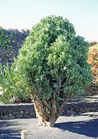 A coleção de eufórbios do Jardim de Cactus em Guatiza em Lanzarote. Euphorbia lactea compacta. Clicar para ampliar a imagem.