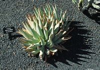 De collectie van vetplanten van de Cactustuin in Guatiza in Lanzarote. Aloe claviflora. Klikken om het beeld te vergroten.