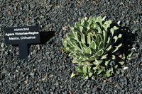 De collectie van vetplanten van de Cactustuin in Guatiza in Lanzarote. Agave victoriae-reginae. Klikken om het beeld te vergroten.
