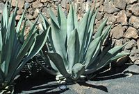 De collectie van vetplanten van de Cactustuin in Guatiza in Lanzarote. Agave scabra. Klikken om het beeld te vergroten.