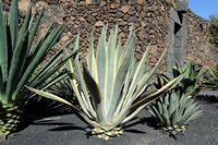 La collection de plantes succulentes du Jardin de Cactus à Guatiza à Lanzarote. Agave americana varietas marginata aurea. Cliquer pour agrandir l'image.