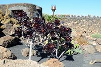 De collectie van vetplanten van de Cactustuin in Guatiza in Lanzarote. Aeonium arboreum varietas atropurpureum. Klikken om het beeld te vergroten.