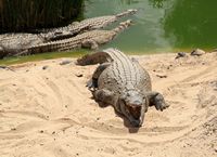 Le village de La Lajita à Fuerteventura. Crocodile du Nil (Crocodylus niloticus) (auteur Frank Vincentz). Cliquer pour agrandir l'image.