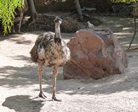 Il villaggio di La Lajita a Fuerteventura. Emu Australia (Dromaius novaehollandiae) (autore Tony Hisgett). Clicca per ingrandire l'immagine.