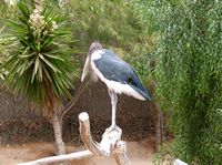 Il villaggio di La Lajita a Fuerteventura. Marabou Stork (Leptoptilos crumenifer) (autore Norbert Nagel). Clicca per ingrandire l'immagine.
