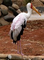 Il villaggio di La Lajita a Fuerteventura. Stork (Mycteria ibis) (autore Norbert Nagel). Clicca per ingrandire l'immagine.