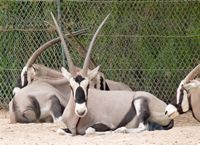 El pueblo de La Lajita en Fuerteventura. antílope Oryx (Oryx gazella) (autor Norbert Nagel). Haga clic para ampliar la imagen.