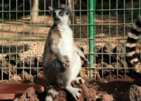 Het dorp La Lajita in Fuerteventura. Maki maki (Lemur catta) (auteur Frank Vincentz). Klikken om het beeld te vergroten.