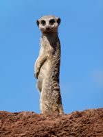 A aldeia de La Lajita em Fuerteventura. Suricato (Suricata suricatta) (autor Norbert Nagel). Clicar para ampliar a imagem.