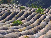 A aldeia de Masca em Tenerife. Um velho teto. Clicar para ampliar a imagem.