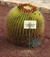 Die Stadt Antigua in Fuerteventura. Der Kaktusgarten. Stiefmutter Kissen (Echinocactus grusonii). Klicken, um das Bild zu vergrößern