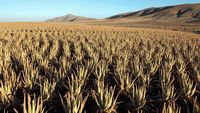 La ciudad de Antigua en Fuerteventura. Los cultivos de aloe vera (autor OT Antigua). Haga clic para ampliar la imagen.