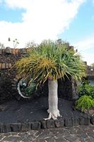 Le voragini di Jameos del Agua a Haría a Lanzarote. albero del drago (Dracaena draco). Clicca per ingrandire l'immagine.