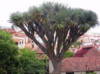 De stad La Orotava in Tenerife. Drakenbloedboom. Klikken om het beeld te vergroten.