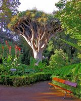 La ciudad de La Orotava en Tenerife. Hijuela del Botánico. Haga clic para ampliar la imagen.