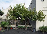 The Ethnographic Museum Tanit in San Bartolomé in Lanzarote. Guava (Psidium guajava). Click to enlarge the image.