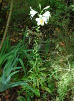 Lírio branco (Lilium candidum), ilha de Mljet. Clicar para ampliar a imagem em Adobe Stock (novo guia).