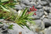 Laurel rosado (Nerium oleander). Haga clic para ampliar la imagen en Adobe Stock (nueva pestaña).