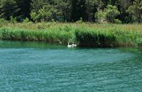 A family of swans on Krka. Click to enlarge the image in Adobe Stock (new tab).