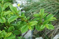 Encanto-lúpulo (Ostrya carpinifolia). Haga clic para ampliar la imagen.