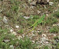 La flore et la faune de Croatie. Lézard vert des Balkans. Cliquer pour agrandir l'image.
