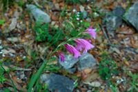 Flor, Gladiolo de Illyrie (Gladiolus illyricus), isla de Lokrum. Haga clic para ampliar la imagen.