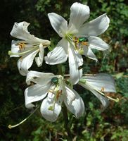 Lírio branco (Lilium candidum), ilha de Mljet. Clicar para ampliar a imagem.