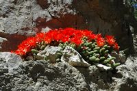 Cactus pepino (Chamaecereus sylvestris). Clicar para ampliar a imagem.