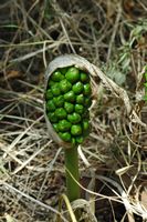 Arum de Itália, gouet da Itália (Arum italicum). Clicar para ampliar a imagem.