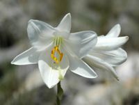 Lelie wit (Lilium candidum). Klikken om het beeld te vergroten.