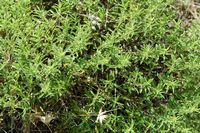Euforbio espinoso (Euphorbia spinosa). Haga clic para ampliar la imagen.