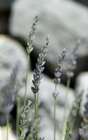 Lavender with narrow sheets (Lavandula angustifolia). Click to enlarge the image.
