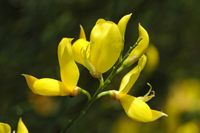 Spartier à caules de junco, vassoura da Espanha (Spartium junceum). Clicar para ampliar a imagem.