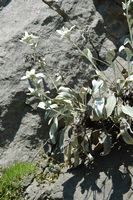 Ínula a hojas de molène (Ínula verbascifolia). Haga clic para ampliar la imagen.