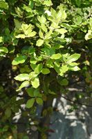 Carvalho verde (Quercus ilex). Clicar para ampliar a imagem.