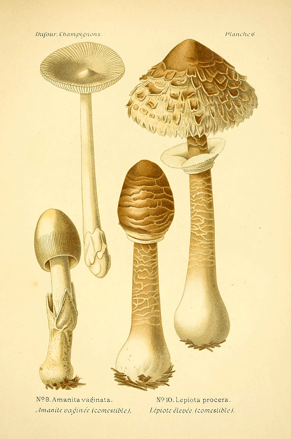 Planche de mycologie de Léon Marie Dufour n° 6.