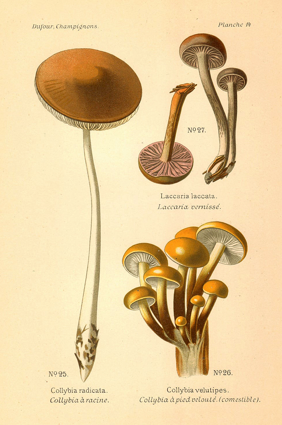 Planche de mycologie de Léon Marie Dufour n° 14.