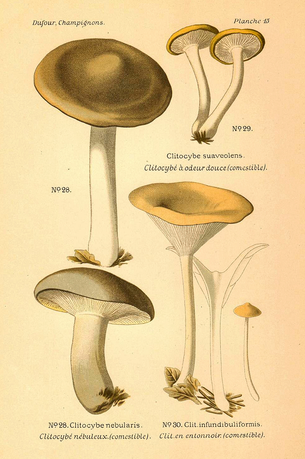 Planche de mycologie de Léon Marie Dufour n° 15.