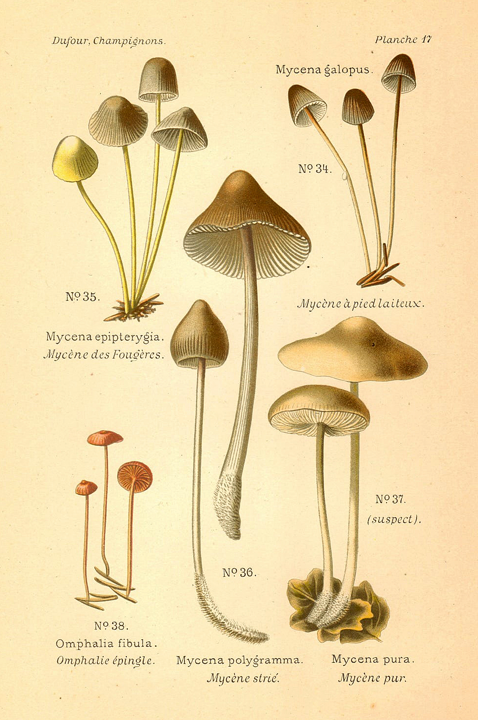 Planche de mycologie de Léon Marie Dufour n° 17.