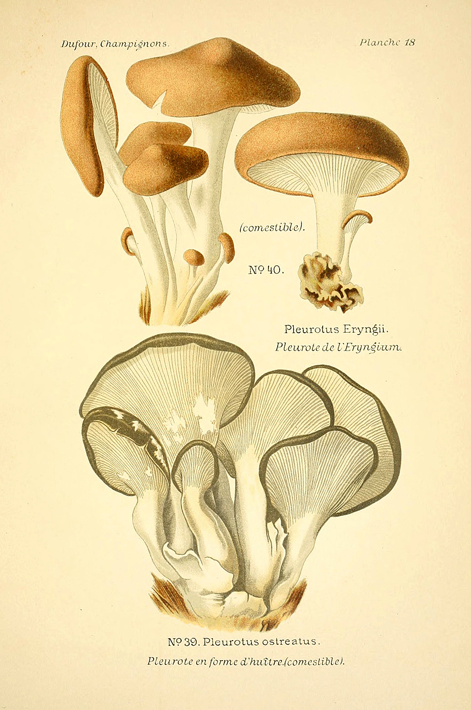Planche de mycologie de Léon Marie Dufour n° 18.