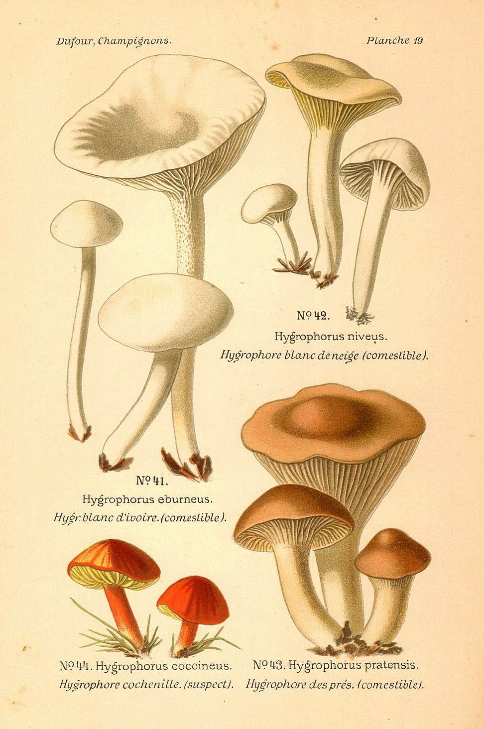 Planche de mycologie de Léon Marie Dufour n° 19.