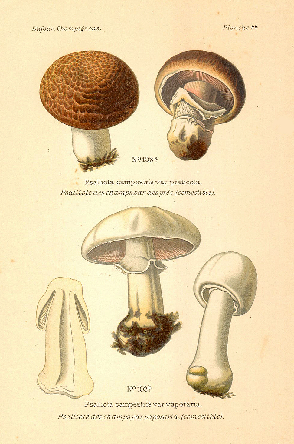 Planche de mycologie de Léon Marie Dufour n° 44.