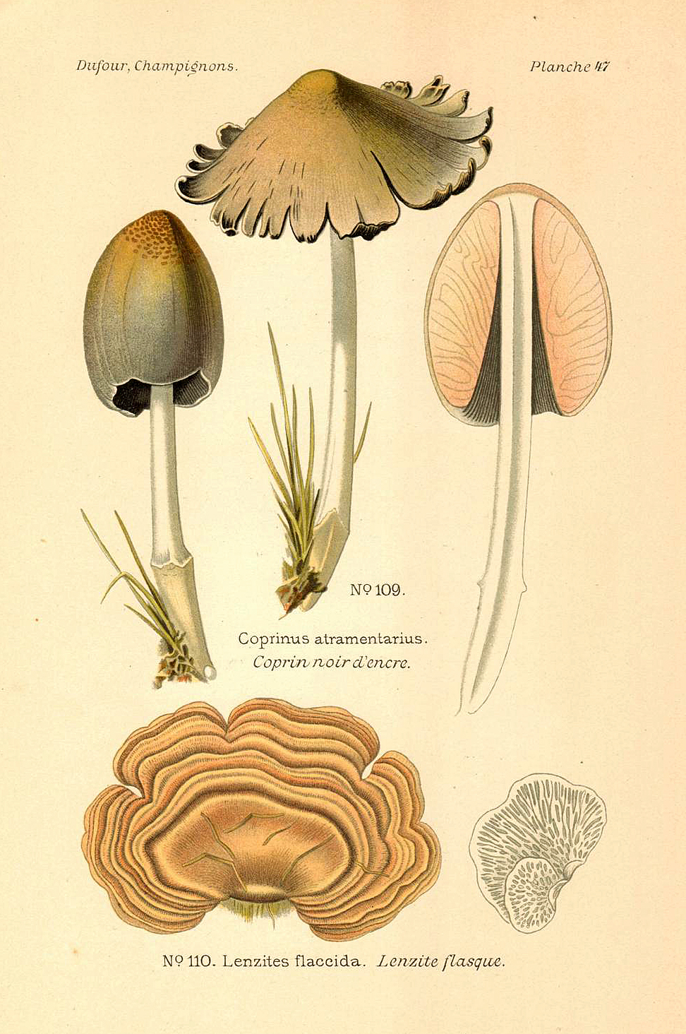 Planche de mycologie de Léon Marie Dufour n° 47.