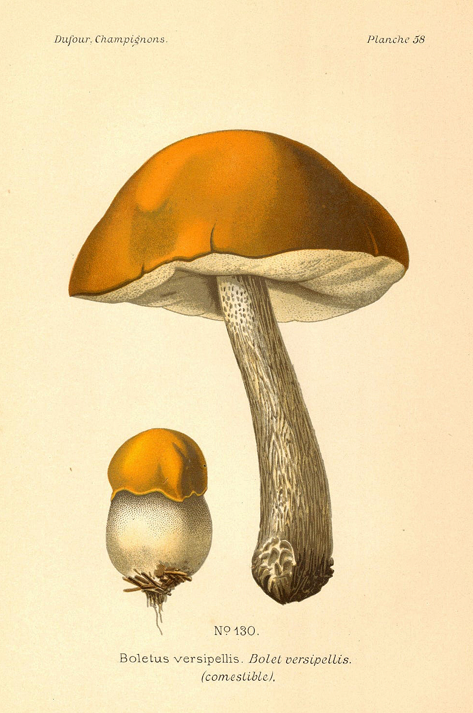 Planche de mycologie de Léon Marie Dufour n° 58.