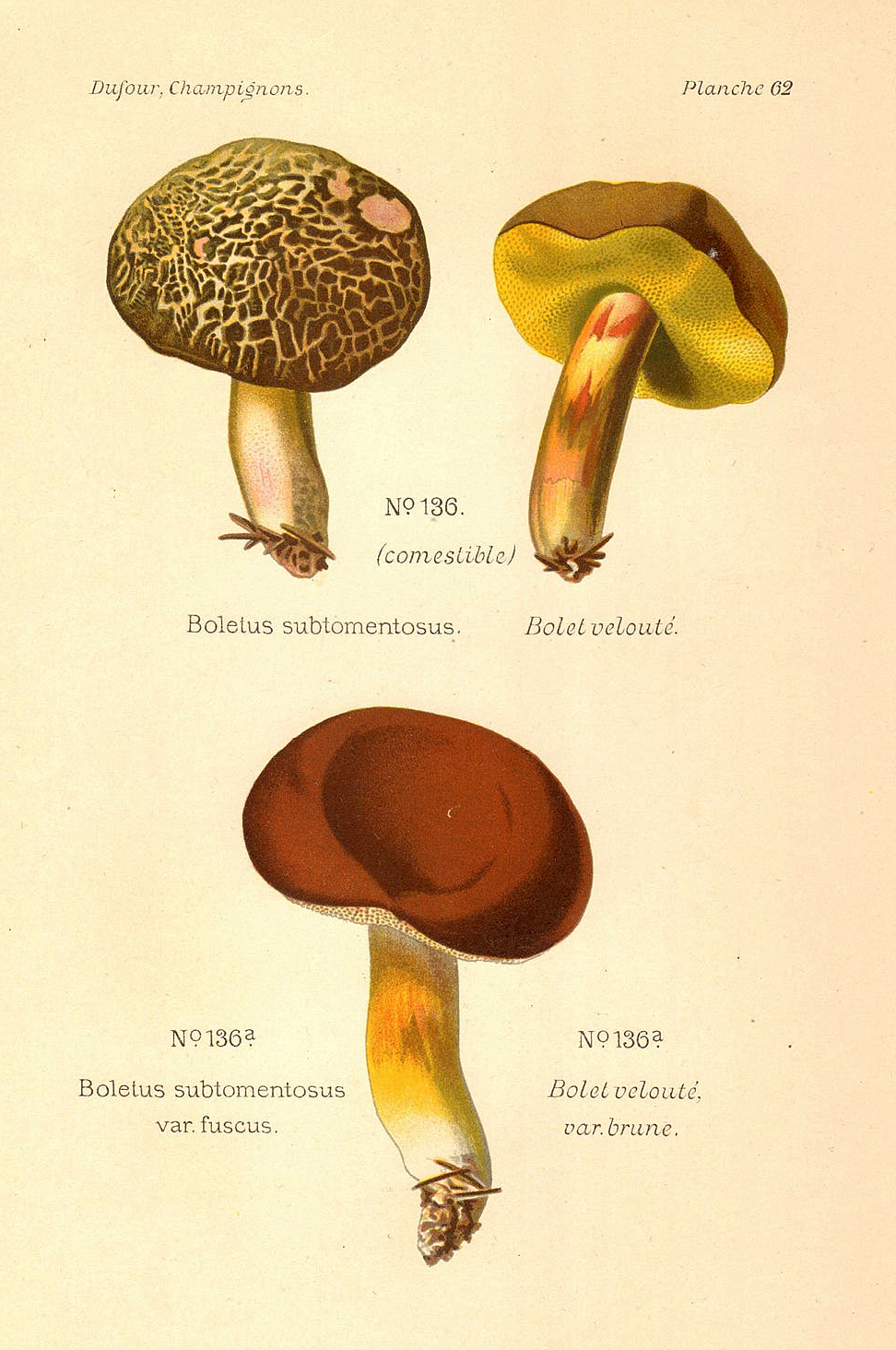 Planche de mycologie de Léon Marie Dufour n° 62.