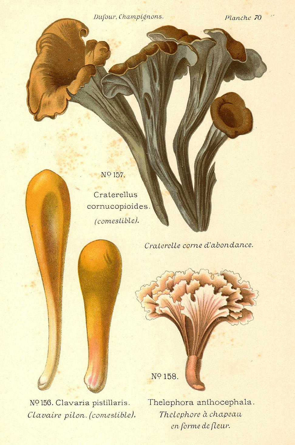 Planche de mycologie de Léon Marie Dufour n° 70.